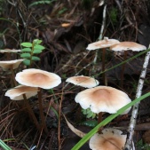 There are the most diverse and pristine mushrooms in the damp hills above campus. I did not ingest.